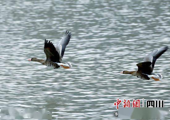 白鹭、鸳鸯、红嘴鸥……“处境博乐体育检测员”扎堆来平武(图3)