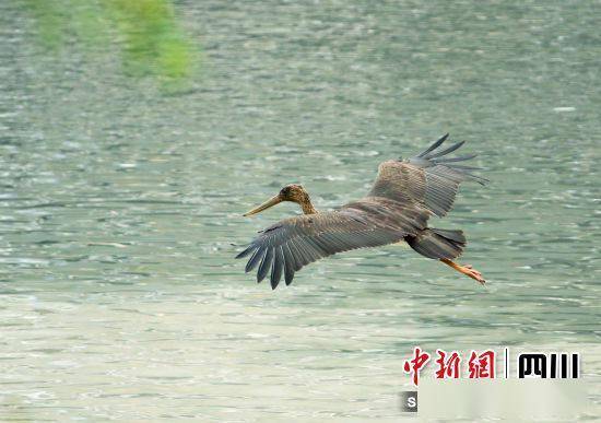 白鹭、鸳鸯、红嘴鸥……“处境博乐体育检测员”扎堆来平武(图1)