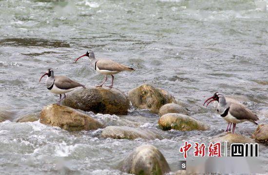 白鹭、鸳鸯、红嘴鸥……“处境博乐体育检测员”扎堆来平武(图2)