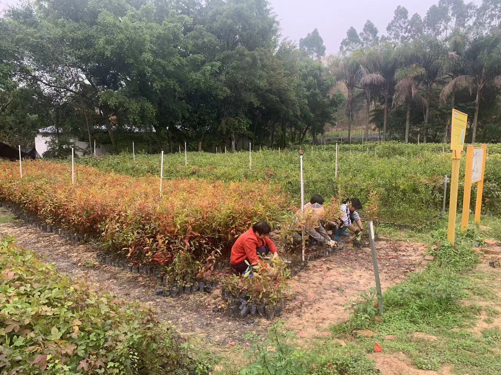 开云手机版注册：全国绿化委员会：全国绿化模范全部通过首次复查